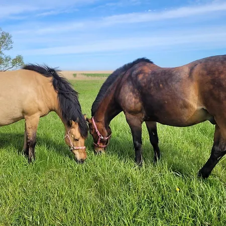 Prázdninový dům Wierzbowa Ostoja - Letniskowy Bosman Karsibór