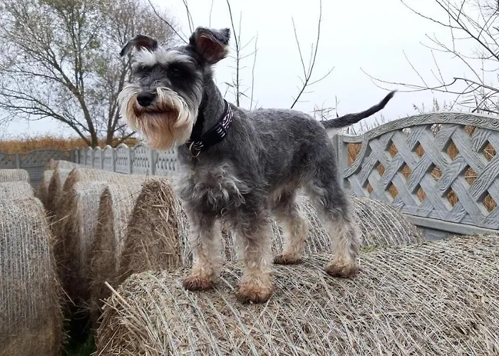 Wierzbowa Ostoja - Letniskowy Bosman Prázdninový dům Karsibór