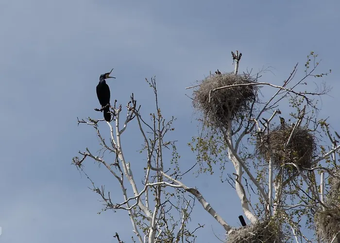 Prázdninový dům Wierzbowa Ostoja - Letniskowy Bosman *