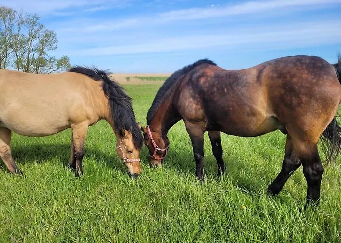 Prázdninový dům Wierzbowa Ostoja - Letniskowy Bosman Karsibór