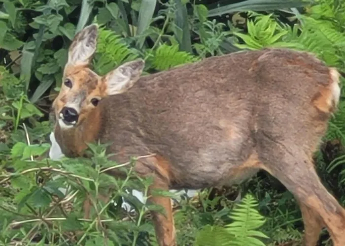 Prázdninový dům Wierzbowa Ostoja - Letniskowy Bosman Karsibór